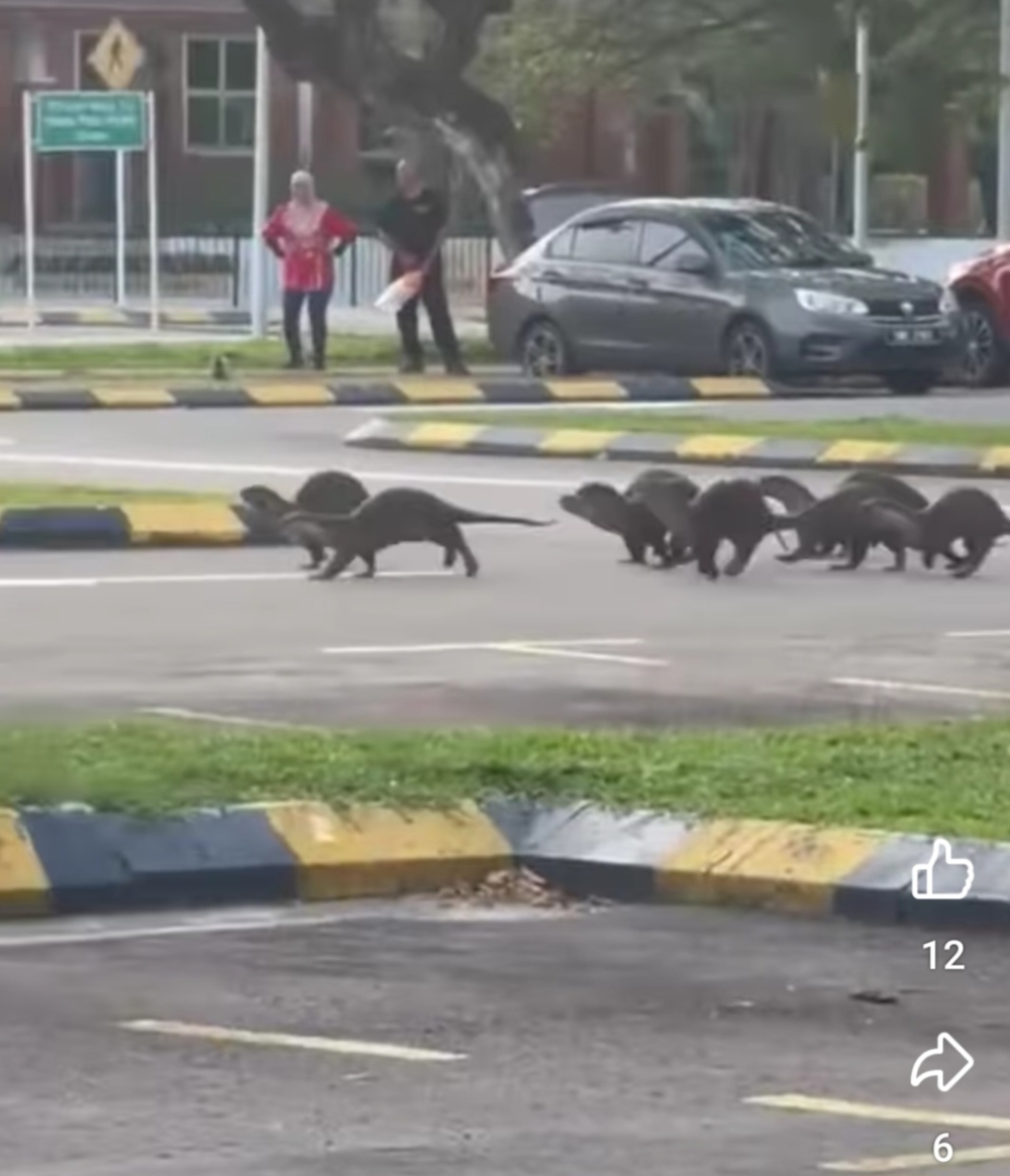 The otters typically visit the park in the mornings and evenings. — Picture from Info Sabah Facebook page.