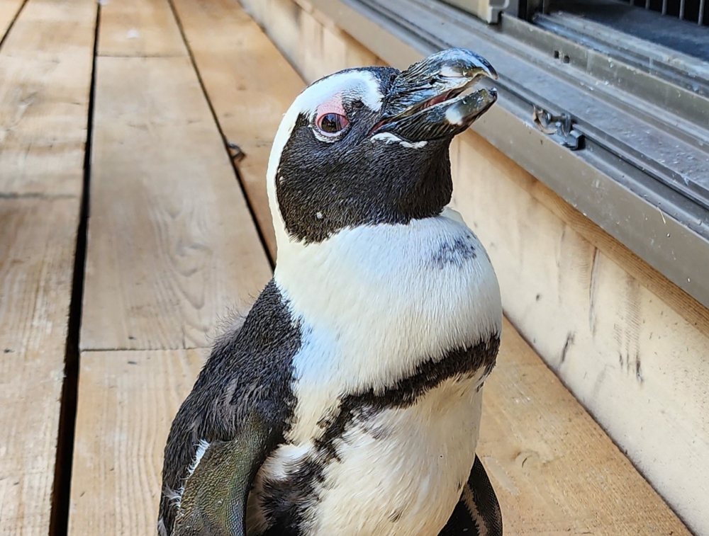 This handout photo taken on September 8, 2024 from Ryosuke Imai, a staff member of Gekidan Penters, shows a six-year-old Cape penguin, also known as an African penguin, after it was found following its escape, in the city of Tokoname, Aichi prefecture. Pen-chan, a female Cape penguin born and raised in captivity who had never swum in the open sea before or fended for herself, absconded from an event in the central Aichi region on August 25. — Picture courtesy of Ryosuke Imai via AFP  