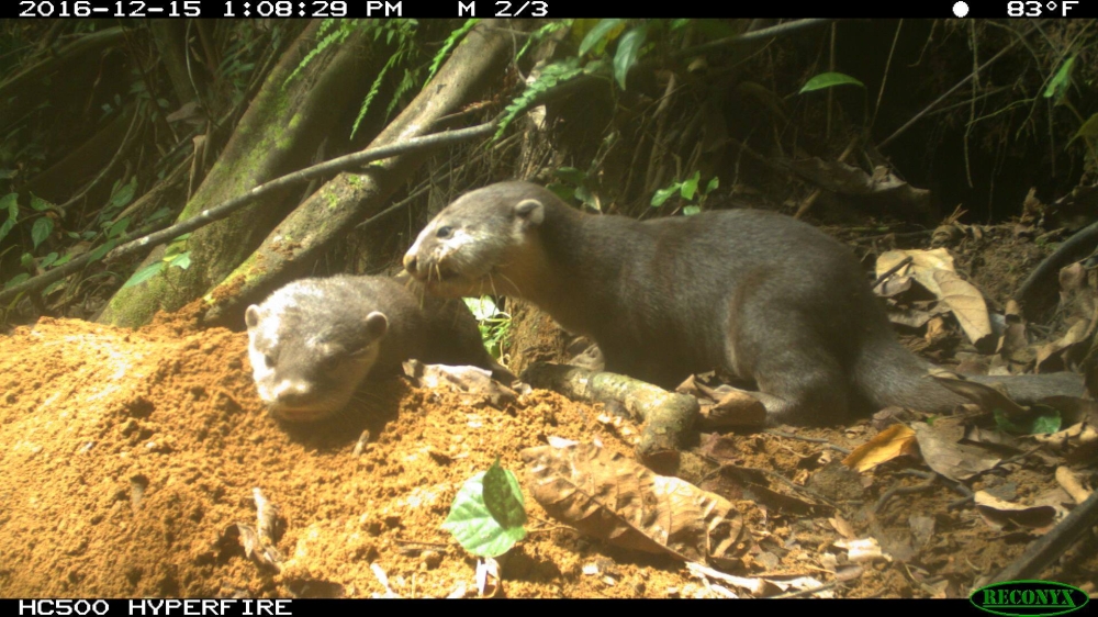 Otters are very protective of themselves and their young. — Photo courtesy of Danau Girang Field Centre