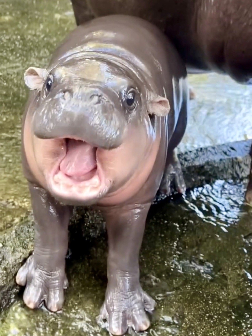 Thai social media has been obsessed with the little pygmy hippo. — Picture from X/kkopzoo