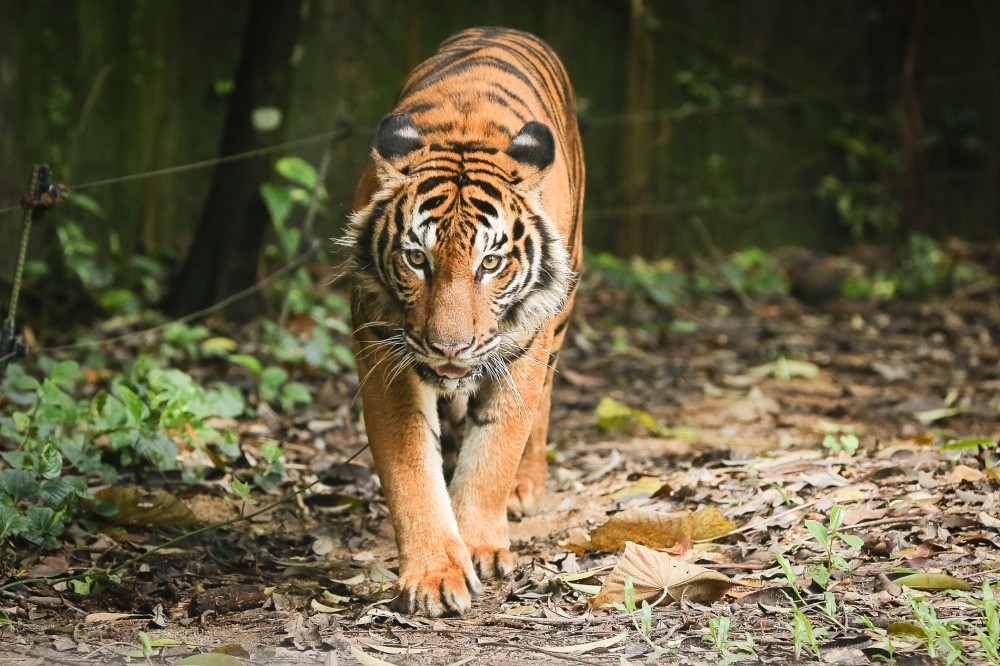 The tiger’s presence may soon be confined to cultural symbols and the nickname of the national football team as the species battles against escalating threats to its survival. — Picture by Yusof Mat Isa