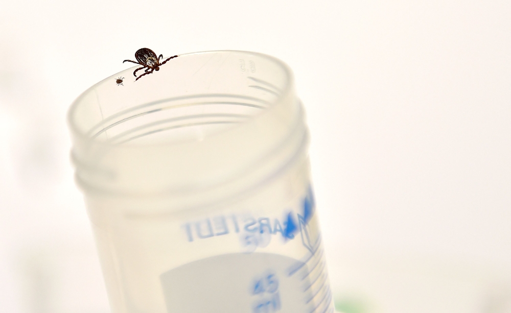 An adult tick (right) is pictured beside a nymph (young tick) (left) in the laboratory of the INRA (Institut National de la Recherche Agronomique) in Champenoux, eastern France. More recently, the coalition worked with doctors in Thailand to reveal that a tick-bourne virus was behind a mysterious cluster of patient cases. — AFP pic