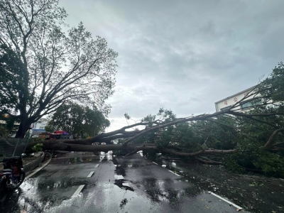 Storms wreak havoc: Nearly 200 reports of uprooted trees recorded in Penang since Sunday, says CM 