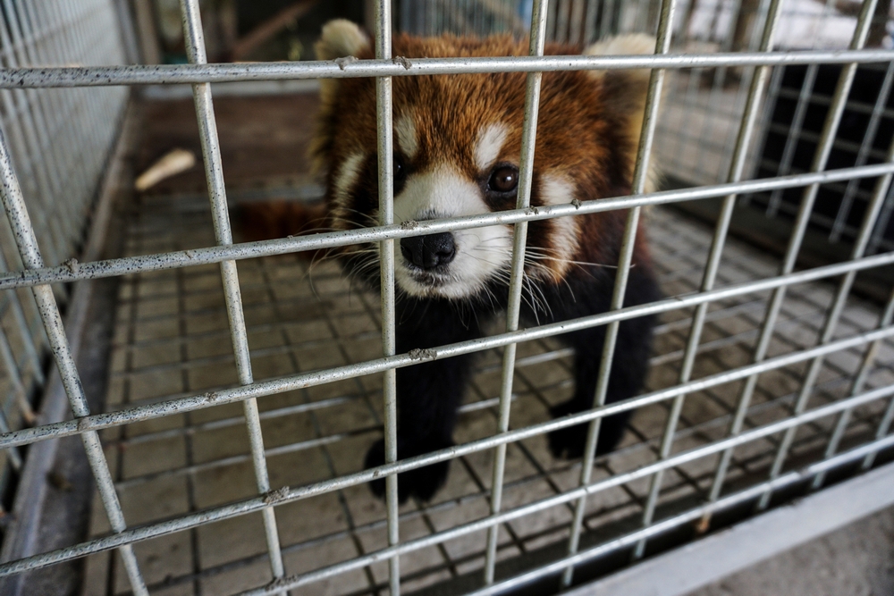 One of three red pandas, once destined for the exotic wildlife trade, at a reserve in Luang Prabang, Laos, May 8, 2018. Between 2020 and 2023, Malaysia's Department of Wildlife and National Parks recorded 654 cases of illegal sales of exotic wildlife. The vast trade network, supported by syndicates, hunters and opportunistic sellers, thrives mainly online. — AFP pic