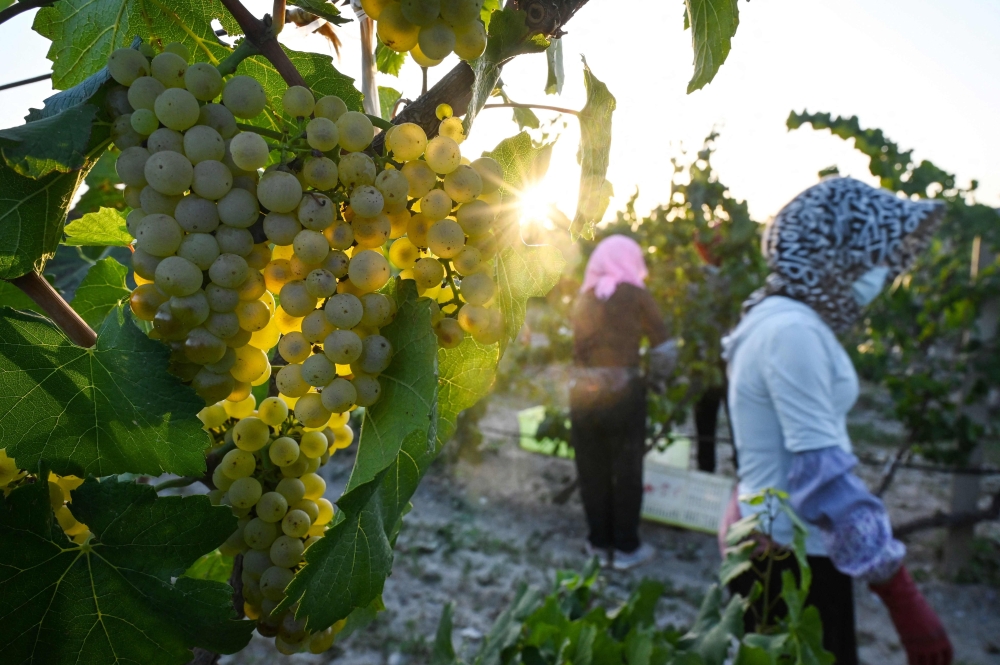 Workers harvest grapes at dawn on the first day of the harvest season at the Helan Qingxue vineyard in Yinchuan. — AFP pic