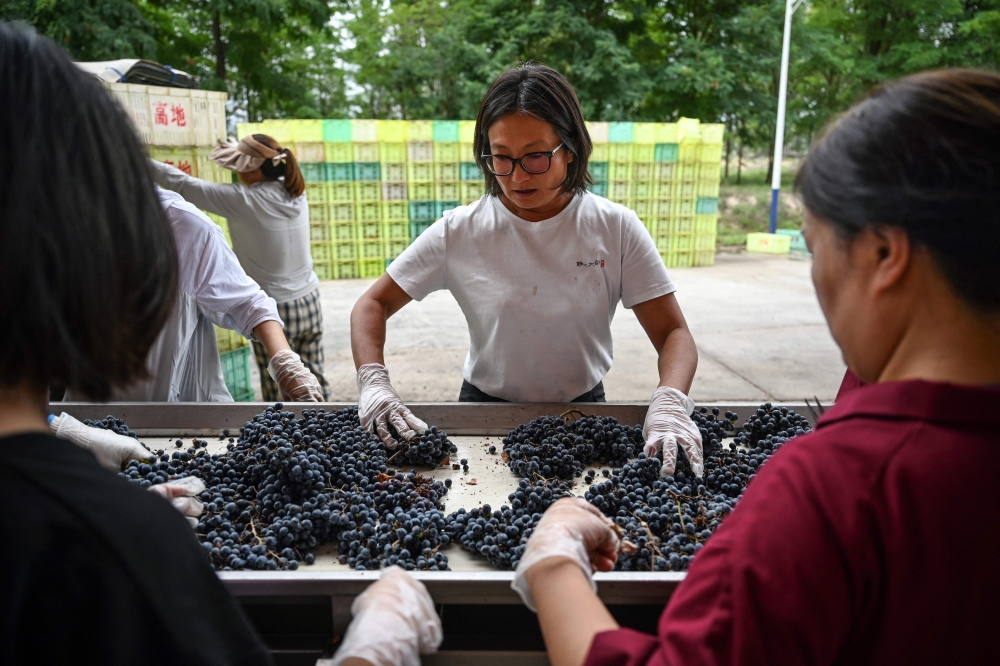 Silver Heights’ Emma Gao was one of the first Chinese women to obtain a degree in oenology. — AFP pic