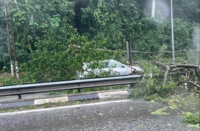 Close call: Man escapes unscathed after fallen tree crushes his car in KL near LATAR exit 