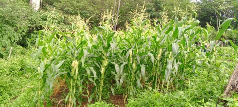 The flowering corn trees at RPS Bainun, Temenggor. — Picture courtesy of Chris Thong