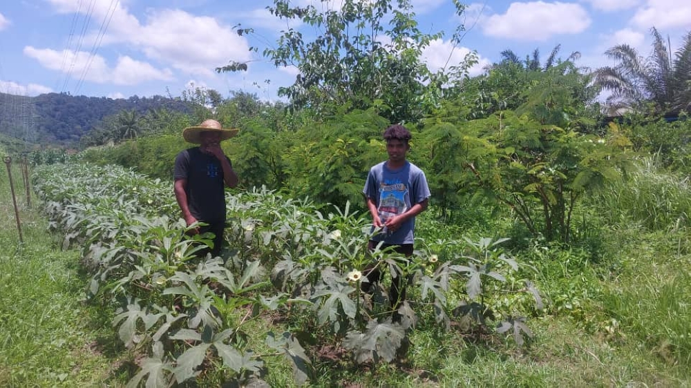 Mustani Badel (left) and Imran Azman@Len left their village at Kampung Sungai Tebang in RPS Bainun, Temenggor to learn organic farming. — Picture by Sylvia Looi