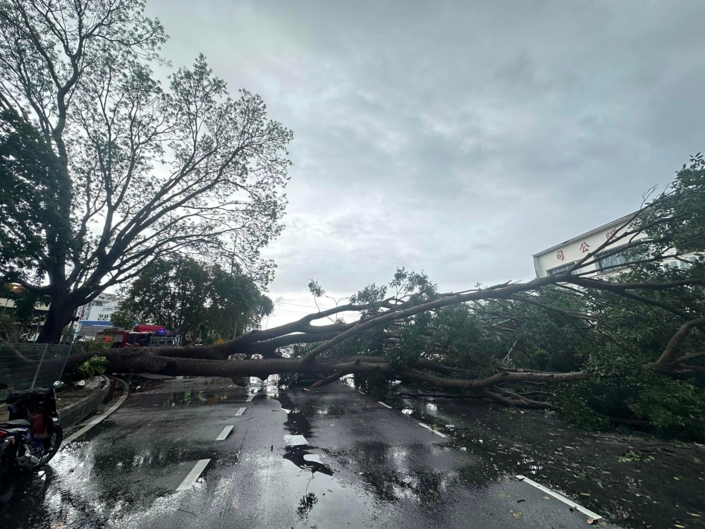 The Penang Island City Council received reports of uprooted trees at 43 locations, while the Seberang Perai City Council (MBSP) received 30 complaints of fallen trees since September 17, 2024. — Picture from Facebook/Balai Bomba Dan Penyelamat Butterworth