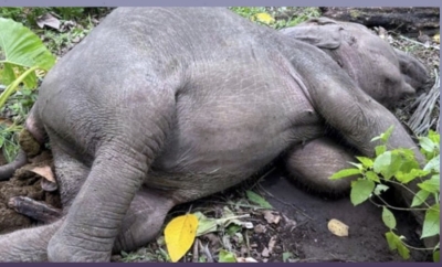 Female pygmy elephant found dead in Lahad Datu plantation died from forest injuries, no foul play suspected