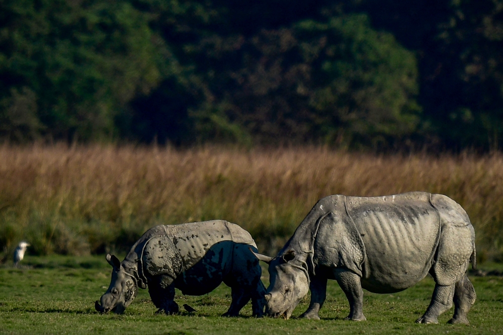 Data released on Sunday — World Rhino Day — said the number of the animals, known for their single horn and thick, armour-like skin, had surged from 1,500 four decades ago to more than 4,000 now. — AFP pic