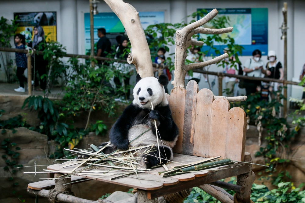 Visitors watch giant panda Fu Wa inside the Giant Panda Convention Centre (GPCC) in Zoo Negara August 29, 2023. — Picture by Hari Anggara