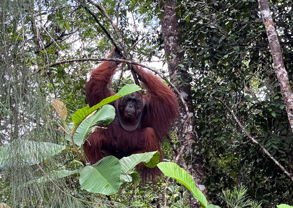 An orangutan pictured in the Sarawak forest. From sea turtle conservation programmes to efforts to protect coral reefs, Sarawak doesn’t just invite tourists to witness its natural beauty; it asks them to participate in its preservation, according to the author. — Picture from Facebook/Tourism Malaysia Sarawak