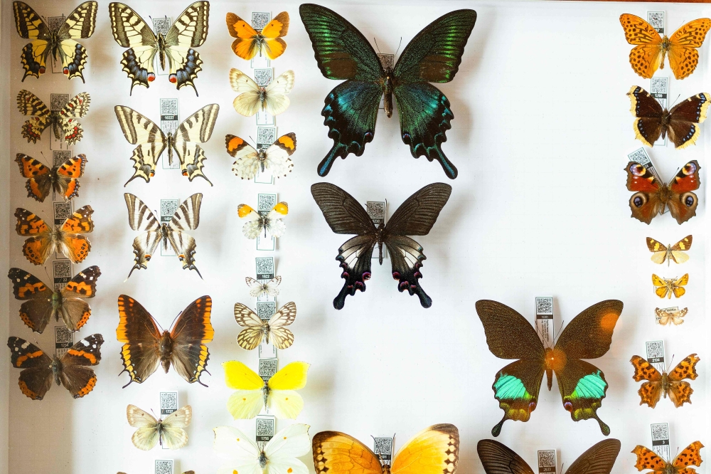 A general view of John McArthur's butterfly collection from Java at his house in Karori, a suburb of Wellington.— AFP pic