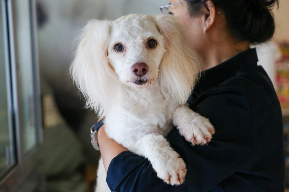 Initial vaccination and deworming costs for dogs range from RM150 to RM180. — Picture by Choo Choy May