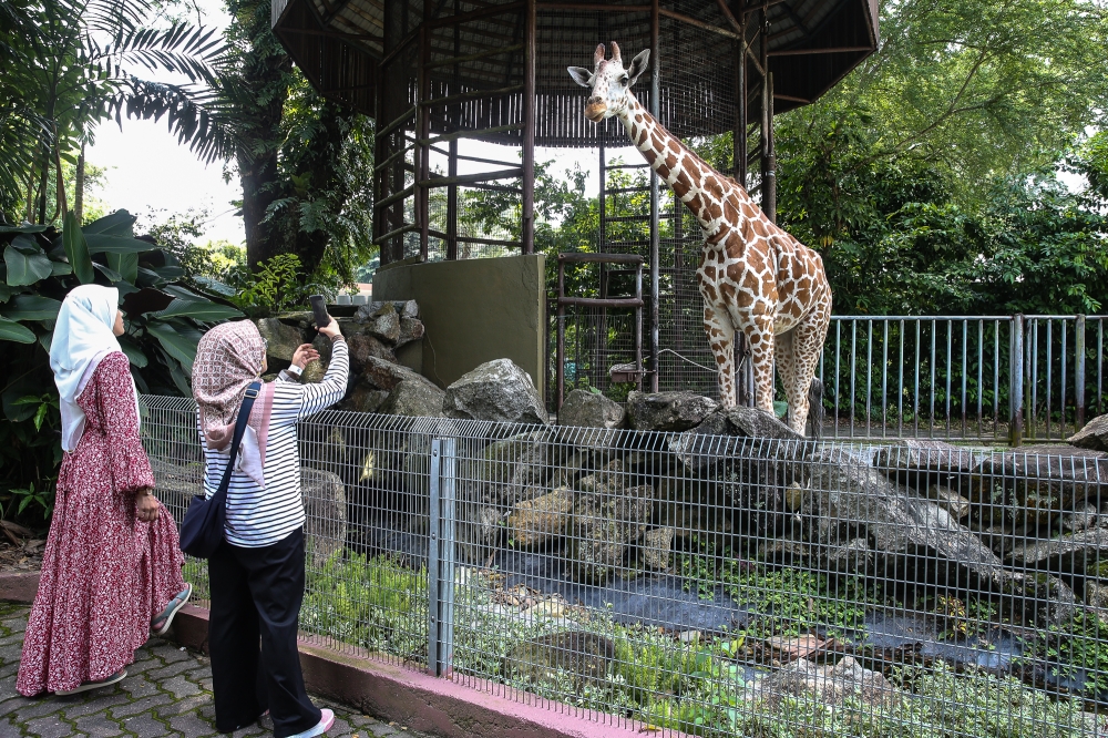 Visitors take pictures of a giraffe at its enclosure at Zoo Negara in Kuala Lumpur September 9, 2024. — Picture by Yusof Mat Isa