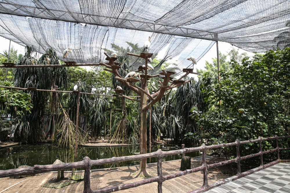 A view of the mini bird park at Zoo Negara in Kuala Lumpur September 9, 2024. — Picture by Yusof Mat Isa