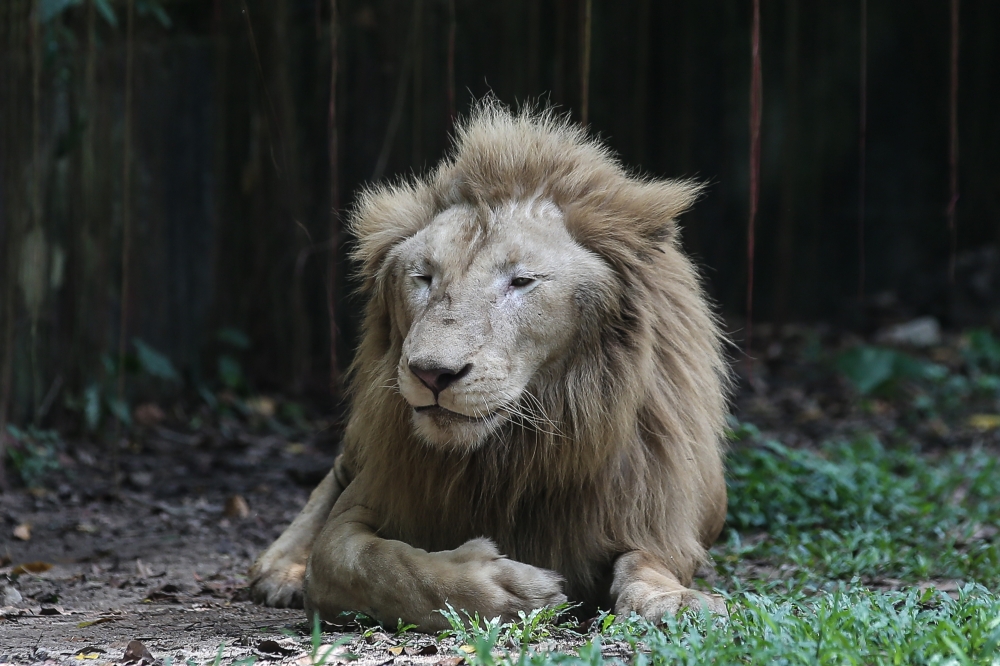 A lion is seen at its enclosure at Zoo Negara in Kuala Lumpur September 9, 2024. If a child were to ask how a lion or tiger looks like, head to Zoo Negara for a look. — Picture by Yusof Mat Isa