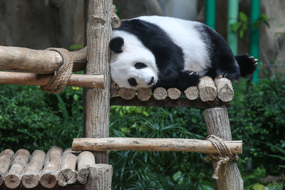 A giant panda is seen at Zoo Negara in Kuala Lumpur September 9, 2024. Giant pandas were a rare exhibit and only found in some 30 zoos worldwide. — Picture by Yusof Mat Isa