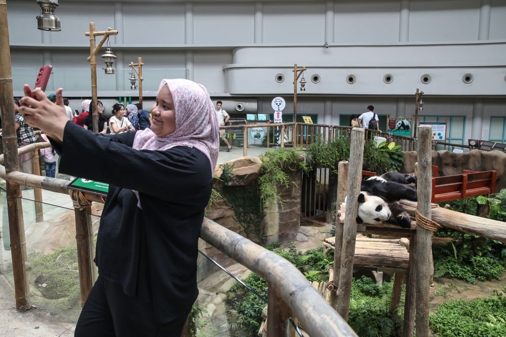 A visitor takes a selfie at the panda exhibit at Zoo Negara in Kuala Lumpur September 9, 2024. — Picture by Yusof Mat Isa