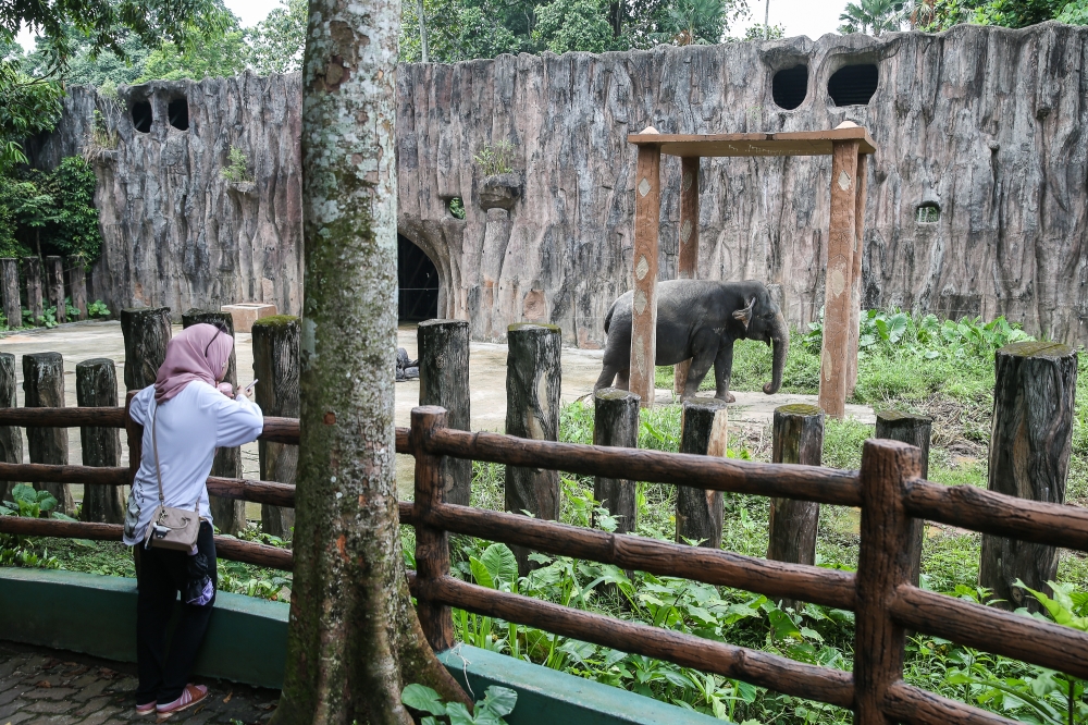 A visitor is seen at the elephant enclosure at Zoo Negara in Kuala Lumpur September 9, 2024. — Picture by Yusof Mat Isa