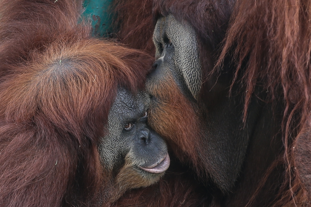 A general view of orangutans at Zoo Negara in Kuala Lumpur September 9, 2024. — Picture by Yusof Mat Isa