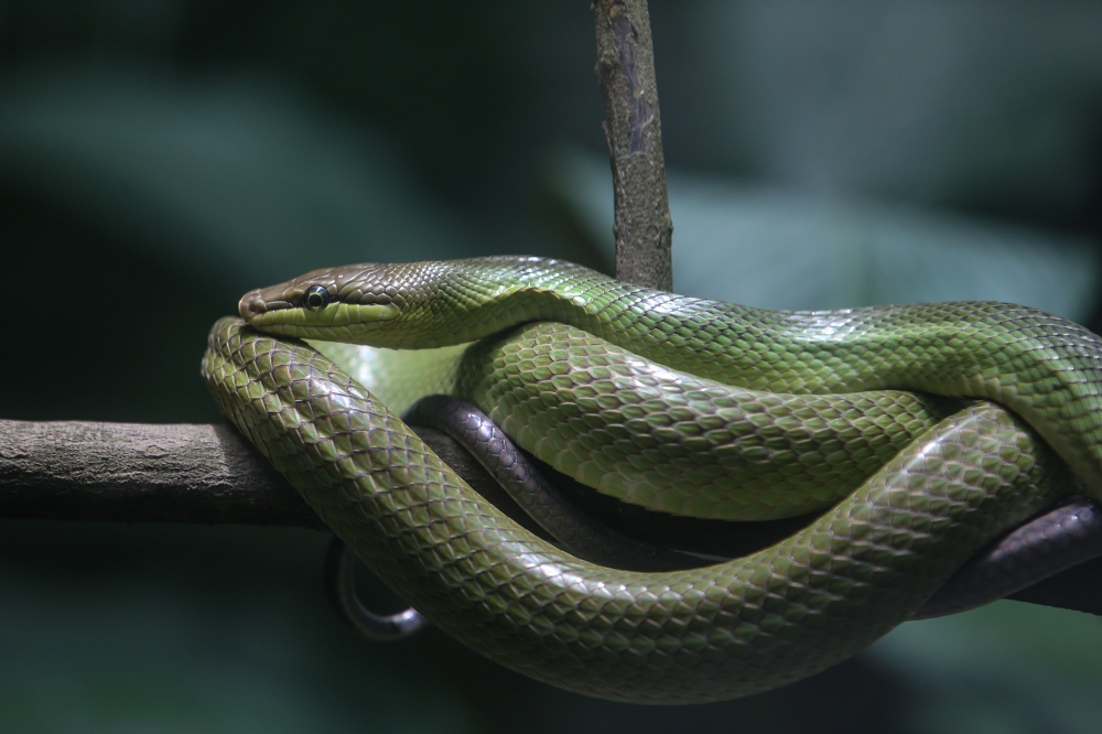 A snake is seen at Zoo Negara in Kuala Lumpur September 9, 2024. — Picture by Yusof Mat Isa