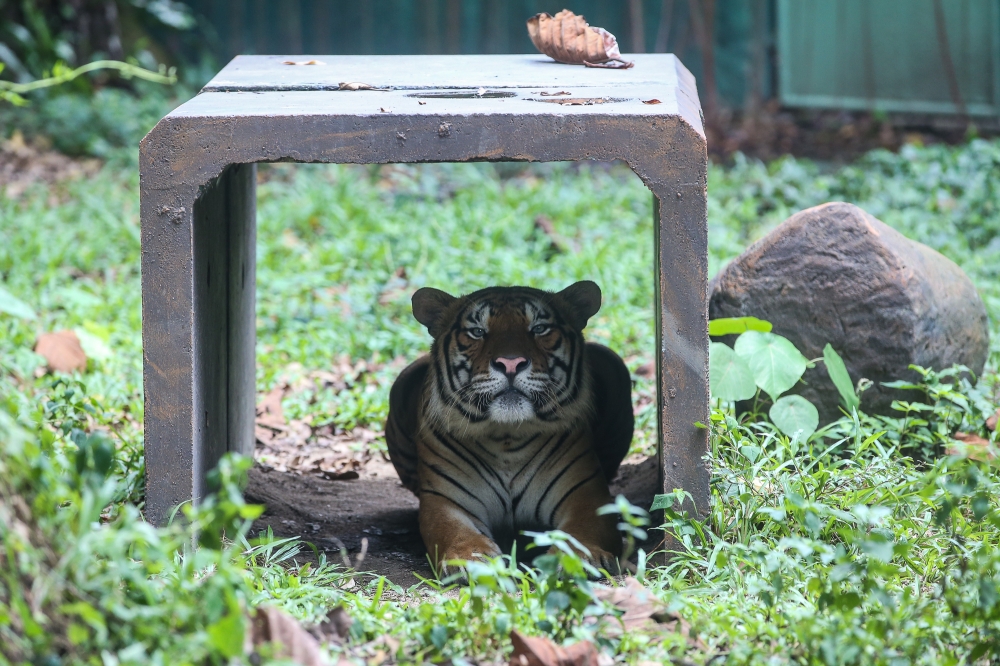 A tiger is seen at Zoo Negara in Kuala Lumpur September 9, 2024. — Picture by Yusof Mat Isa