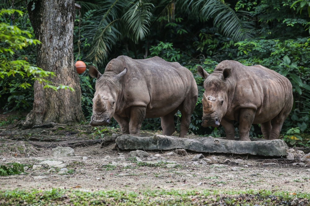 A view of the rhinoceros enclosure at Zoo Negara in Kuala Lumpur September 9, 2024. — Picture by Yusof Mat Isa