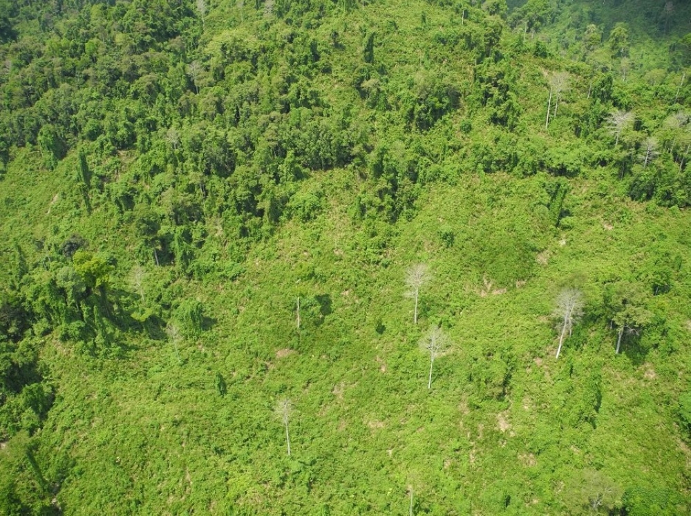 Aerial shot captures the extent of degradation that prompted the critical reforestation initiatives in Bukit Piton. — Picture courtesy of YSD