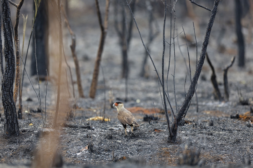 A bird is seen in a burned area of the Embrapa Biological Reserve on the day the Brazilian capital broke the historic drought record set in 1963 by reaching 164 consecutive days without rain, according to the Meteorological Institute, in Brasilia, Brazil October 4, 2024. — Reuters pic  