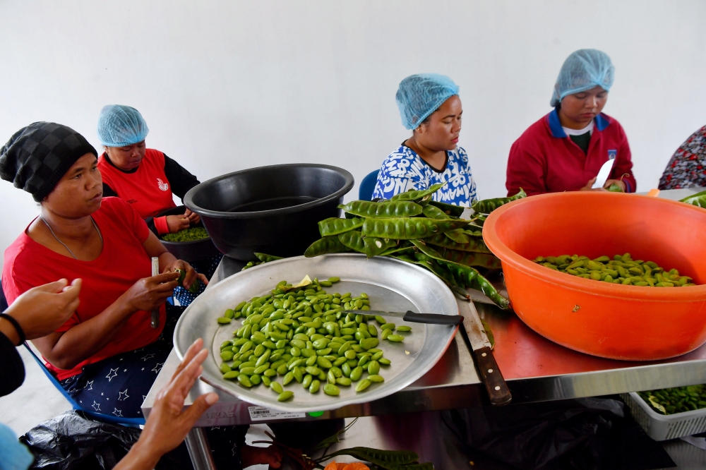 The Orang Asli community peel ‘petai’ pods at the Pos Musoh Orang Asli settlement. — Bernama pic 