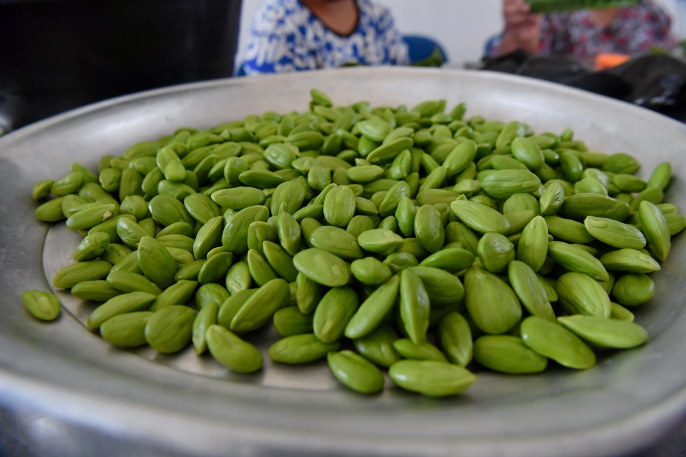 ‘Petai’ seeds for sale to wholesalers at the Orang Asli Pos Musoh village. — Bernama pic 