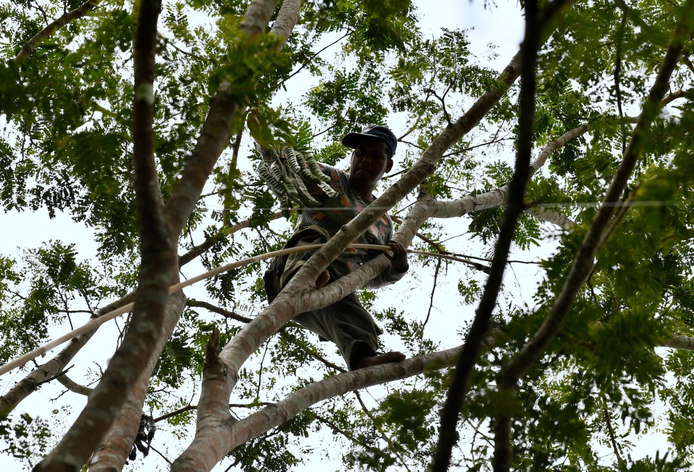 All in a day’s work for ‘petai’ harvester Long Bah Nyek, 42, who is also from the Semai indigenous group. — Bernama pic 