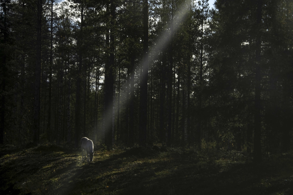 A reindeer walks in the boreal forest, above The Arctic Circle, in Finnish Lapland, near Kaakkurilampi on October 7, 2022, where during the last 20 years Scandinavian Arctic forests have been the target of an increasing amount of wood bugs, due to longer summers. — AFP pic