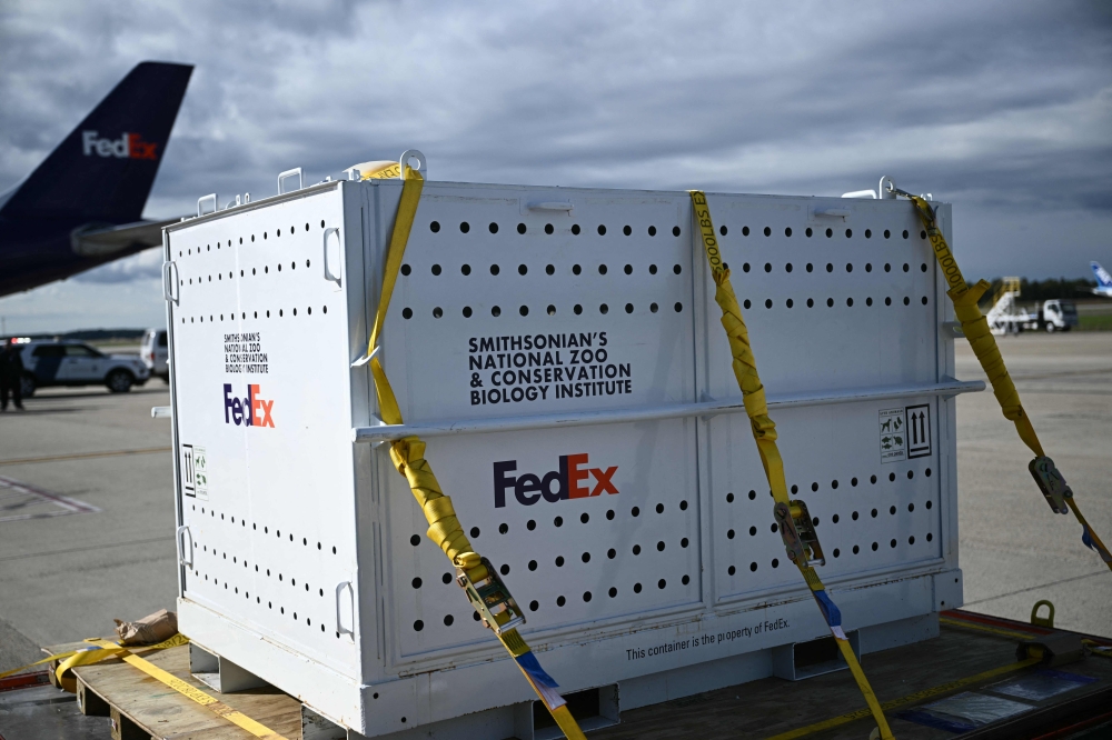 Both giant pandas that are three-years-old are headed for the Smithsonian National Zoo in Washington. — AFP