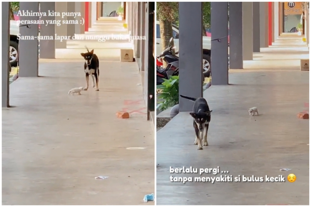 Screenshots of two TikTok videos showing stray dog Kopi playing with a stray kitten. The recent shooting of a stray dog named ‘Kopi,’ which sparked an outcry on social media, was carried out in accordance with standard operating procedures, said Besut District Council president, Mohd Sukeri Ibrahim. — Pictures from TikTok/AbbyRaz