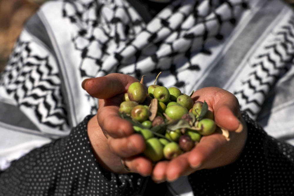 A Palestinian woman displays picked olives in the village of Beit Awa, west of Hebron, Israel's separation barrier in the occupied West Bank on October 19, 2024. — AFP pic