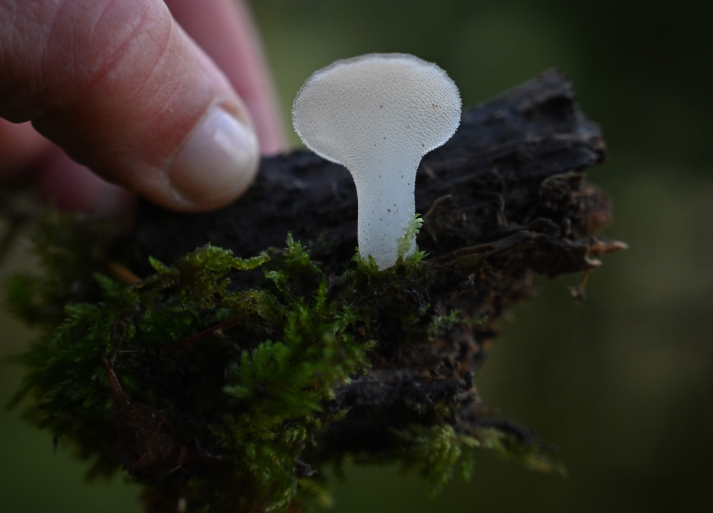 A translucent Cat’s Tongue mushroom (Pseudohydnum gelatinosum) is found growing on decomposing wood during a mushroom biodiversity survey near Port Angeles, Washington, on October 17, 2024. — AFP pic 