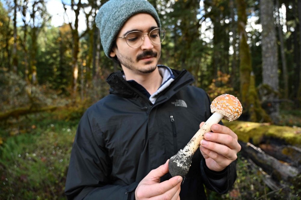 Jesse Vogel, a mushroom enthusiast visiting from New York, displays a fly agaric mushroom (Amanita muscaria) he found during a mushroom biodiversity survey near Port Angeles, Washington, on October 17, 2024. — AFP pic 