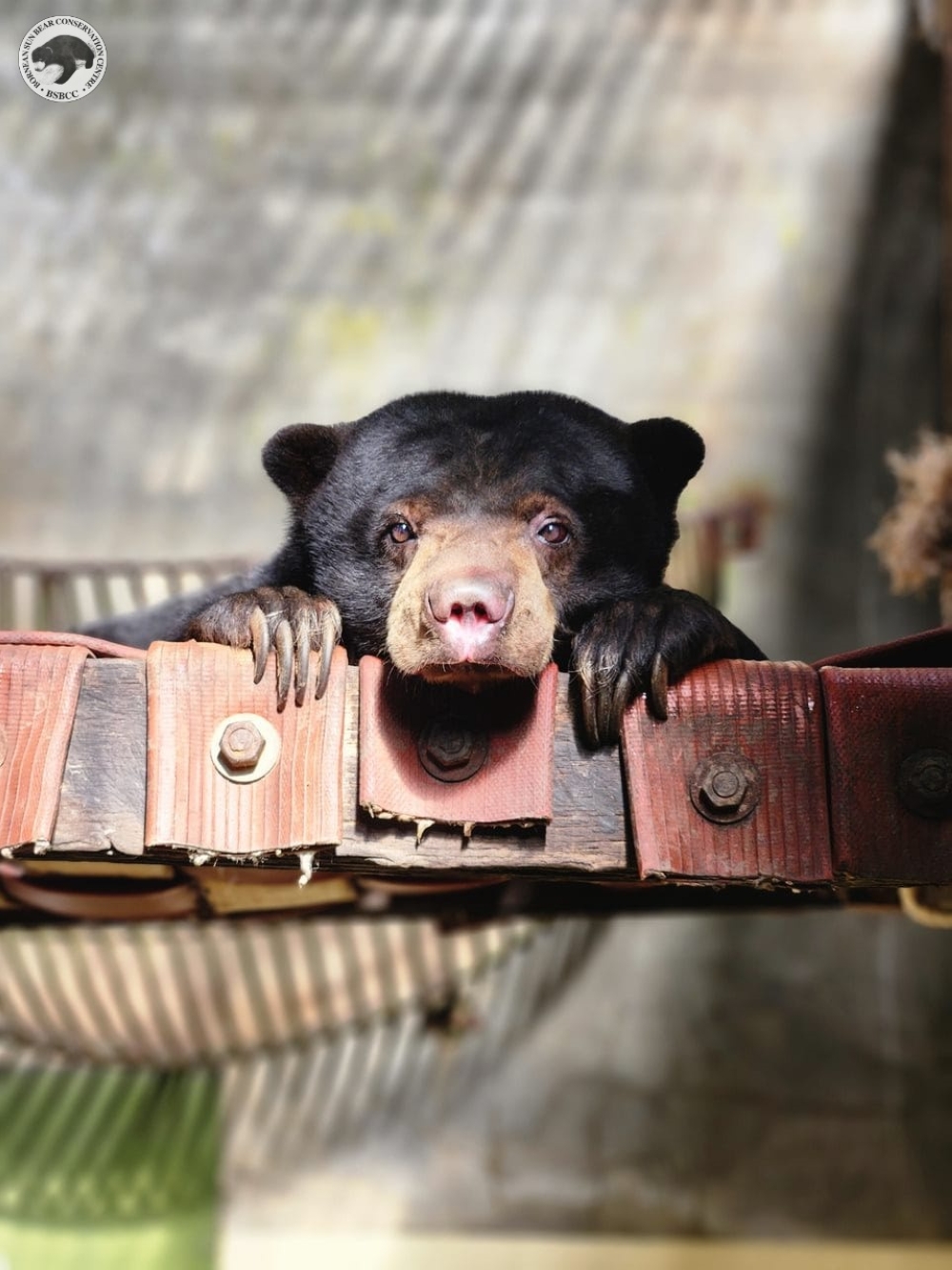 An undated photograph shows Kukuton as the Borneon Sun Bear Conservation Centre. — Picture from Facebook/Borneon Sun Bear Conservation Centre (BSBCC)