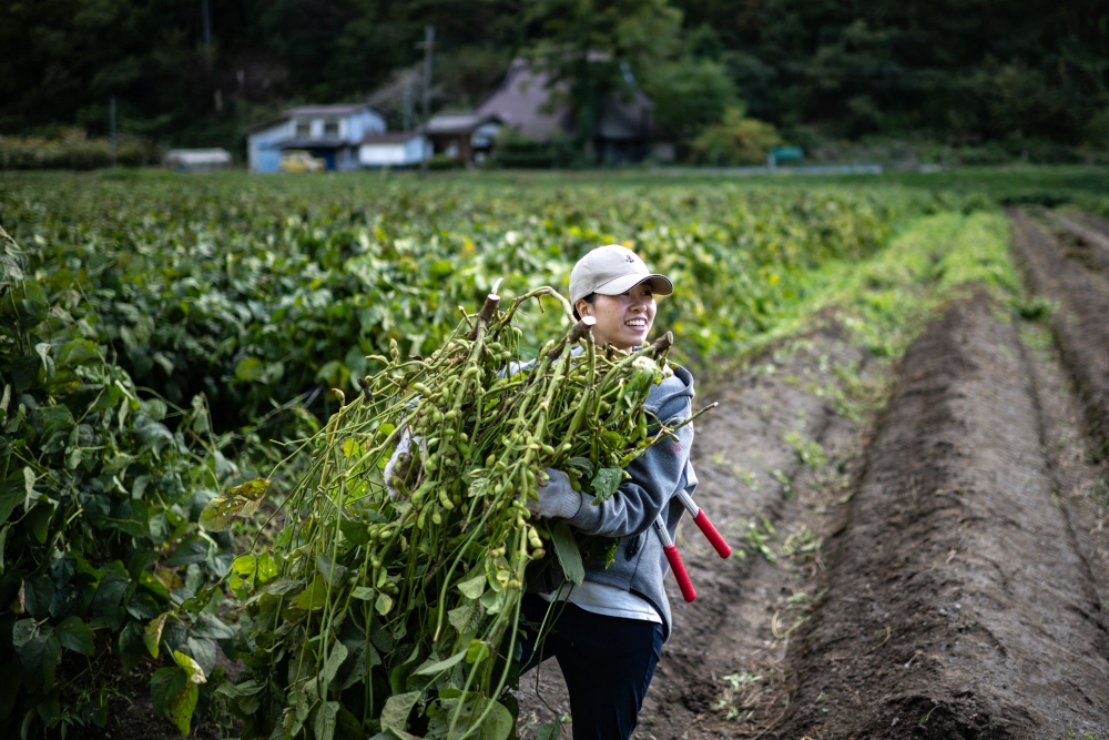 Rie Kato works on the field of edamame in the village of Ichinono in the city of Tamba-Sasayama, Hyogo Prefecture. — AFP pic 