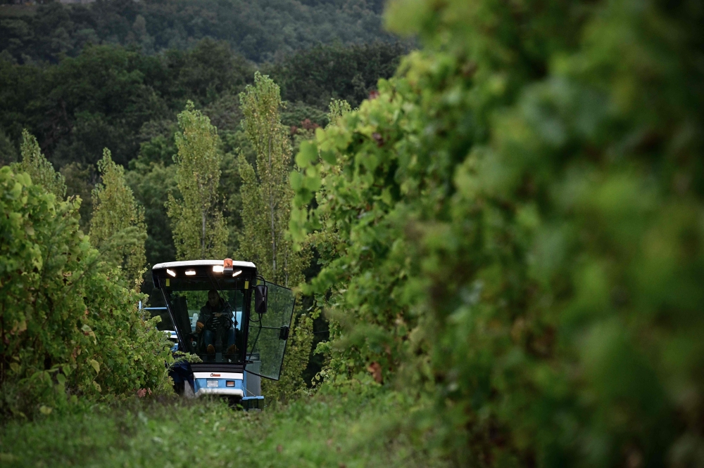 An employee drives an agricultrual vehicle to harvest grapes at the Chateau des Chapelains winery, owned by Zhang Rong, in Saint-Andre-et-Appelles October 2, 2024. — AFP pic