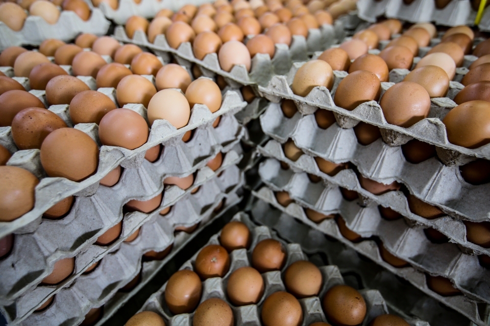 A general view of the chicken eggs at NSK Selayang Baru June 18, 2024. — Picture by Hari Anggara