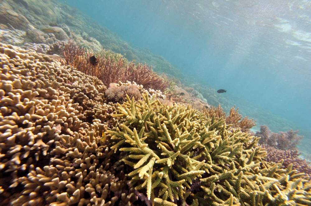 In this file picture taken on December 2, 2010, a colourful variety of coral growing at Pink Beach off Komodo island, in the marine ecosystem of Komodo National Park in Indonesia's East Nusa Tenggara Province, located in the marine rich Coral Triangle. The report was issued by monitoring bodies including threat-mapping research project Earth Insight, satellite imaging watchdog SkyTruth and the Center for Energy, Ecology, and Development, a Filipino think tank. — AFP pic