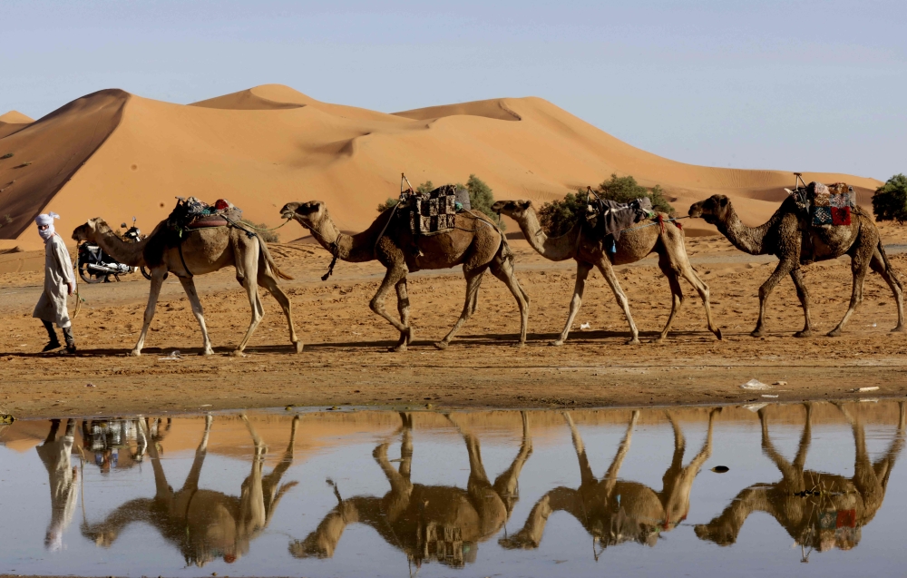 A man leads his camels along the shores of Yasmina lake, a seasonal lake in the village of Merzouga in the Sahara desert in south-eastern Morocco on October 20, 2024. Morocco is one of the world's most water-stressed nations, with frequent droughts affecting a third of the population employed in agriculture. — AFP pic