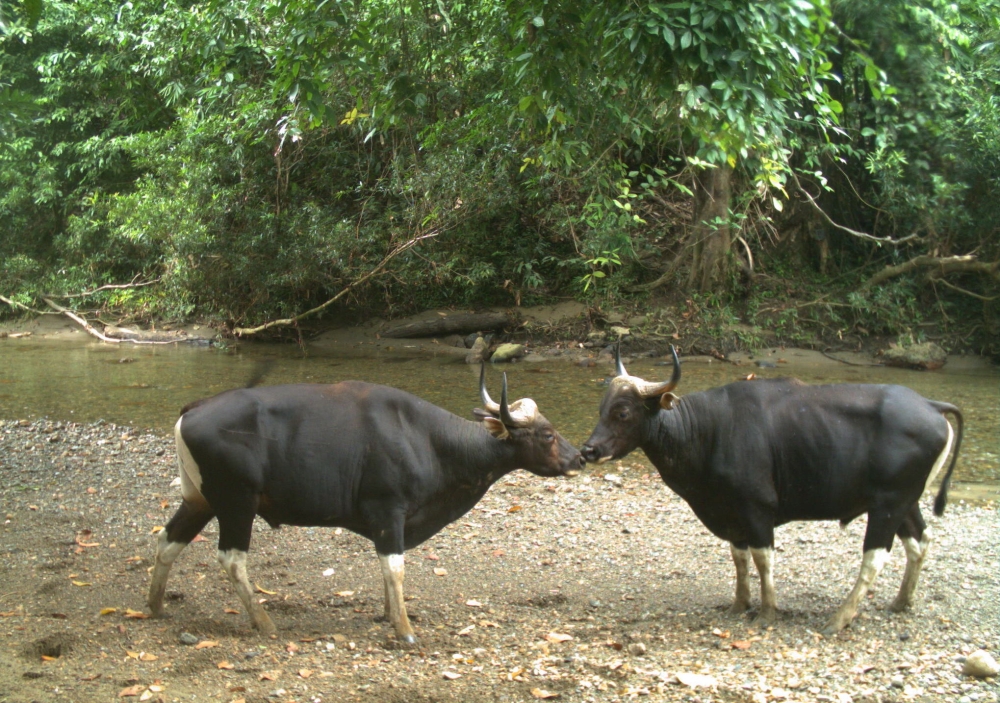 Malay Mail