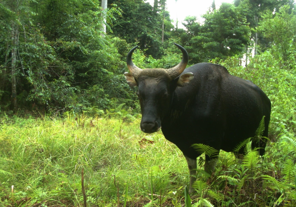 A majestic bull banteng in a Sabah forest reserve, often poached for meat and trophies. — Photo courtesy of Danau Girang Field Centre