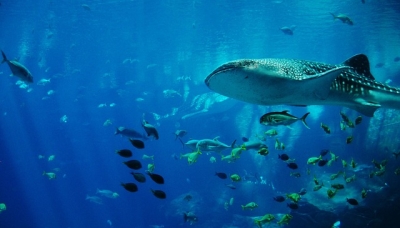 Catch of the day: Rare whale shark and manta rays spotted at Pom-Pom Island